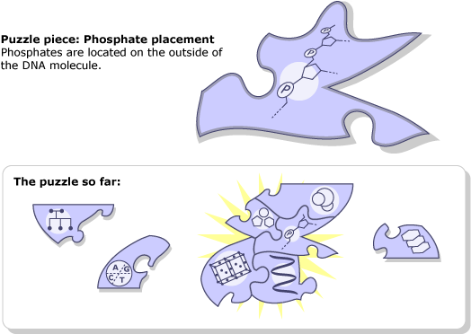 Puzzle piece: phosphate placement and below "the puzzle so far" and how all of these different pieces fit together.