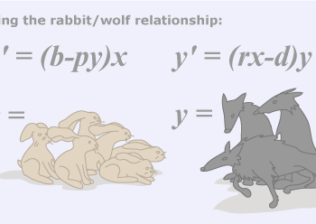 Math equations describe rabbit/wolf relationship. X equals rabbits, and Y equals wolves.
